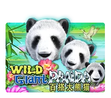 Wild Giant Panda